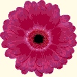 GERBERA-Half Stitch