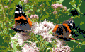 Two Red Admiral Butterflies