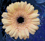 Flower Designs : Gerbera No.2