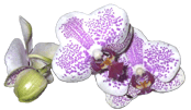 Flower & Orchid Designs : Orchid Phalaenopsis