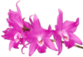 Flower & Orchid Designs : Orchid Laelia