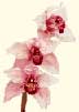 Flower & Orchid Designs : Orchid Cymbidium