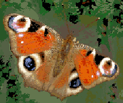 cross stitch butterfly