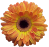 Flower Designs : Gerbera 3