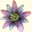 PASSION FLOWER-Half Stitch