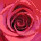Flower Designs - Red Rose