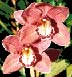 Flower & Orchid  Designs: Orchid Cymbidium