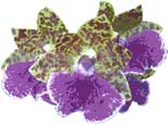 Flower & Orchid Designs:  Orchid Zygopetalum