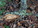 Fungi: Lichen