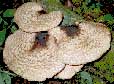 Fungi: Dryads Saddle