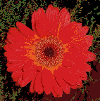 Flower Designs : Gerbera No.1