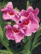Flower Designs : Pansy Orchid