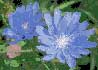Flower Designs: Wild Chicory (Cichorium intybus)