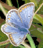 Common Blue