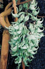 Flower Designs : Jade Vine