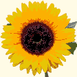 SUNFLOWER-Half Stitch