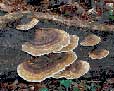 Fungi: Bracket Fungus