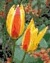 Flower Designs: Garden Tulips