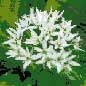 Flower Designs: Wild Garlic (Ramsons)
