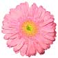Flower Designs: Gerbera no.4