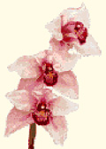 cross stitch orchid